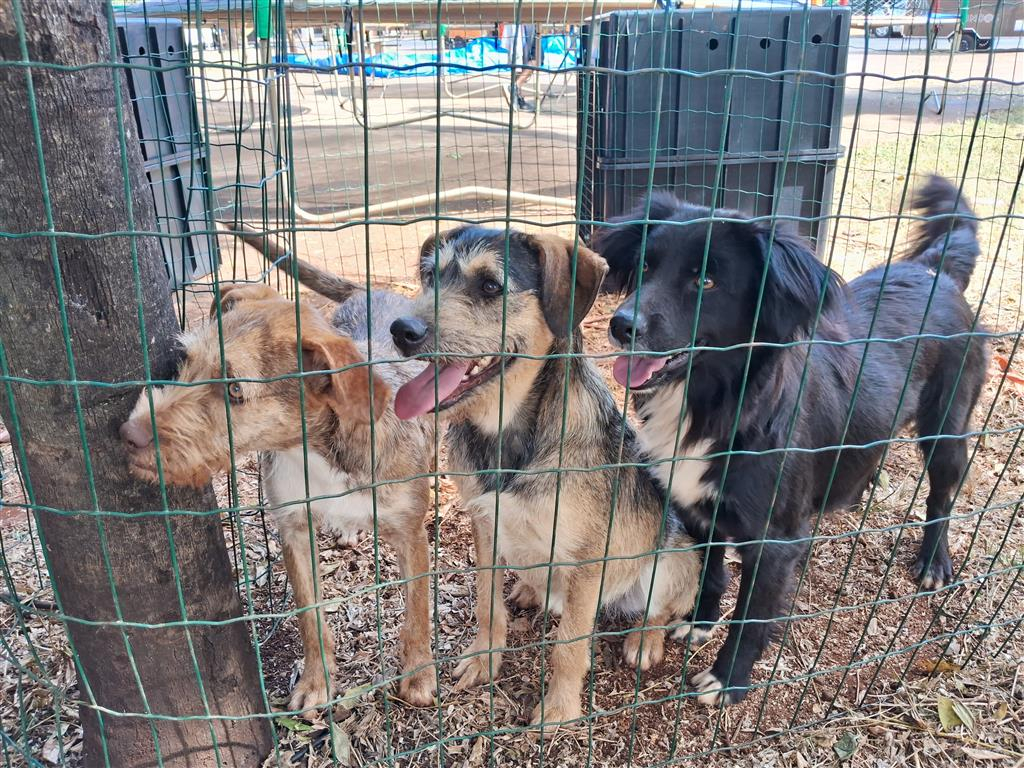 Marília terá feira de adoção com animais resgatados em rodovia