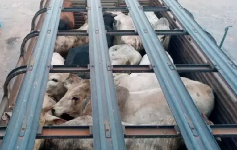 Projeto de Lei propõe aumento da alíquota de exportação de animais vivos para combater o sofrimento durante o transporte