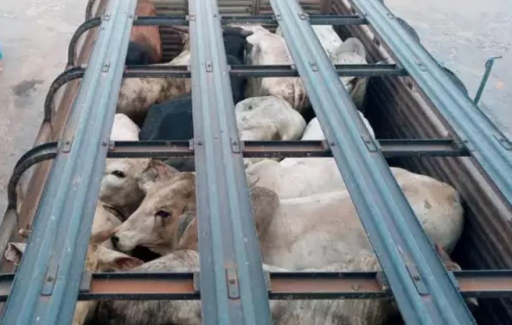 Projeto de Lei propõe aumento da alíquota de exportação de animais vivos para combater o sofrimento durante o transporte