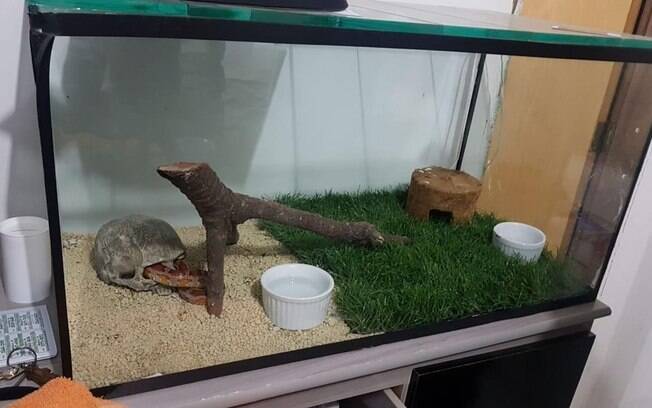 cobra em aquário