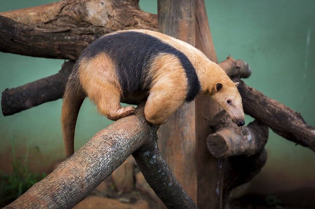 Parque Zoológico de São Paulo. Foto: Reprodução/Flickr/Deni Williams