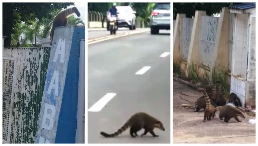 Lixo em avenida do bosque atrai quatis e cria riscos no trânsito