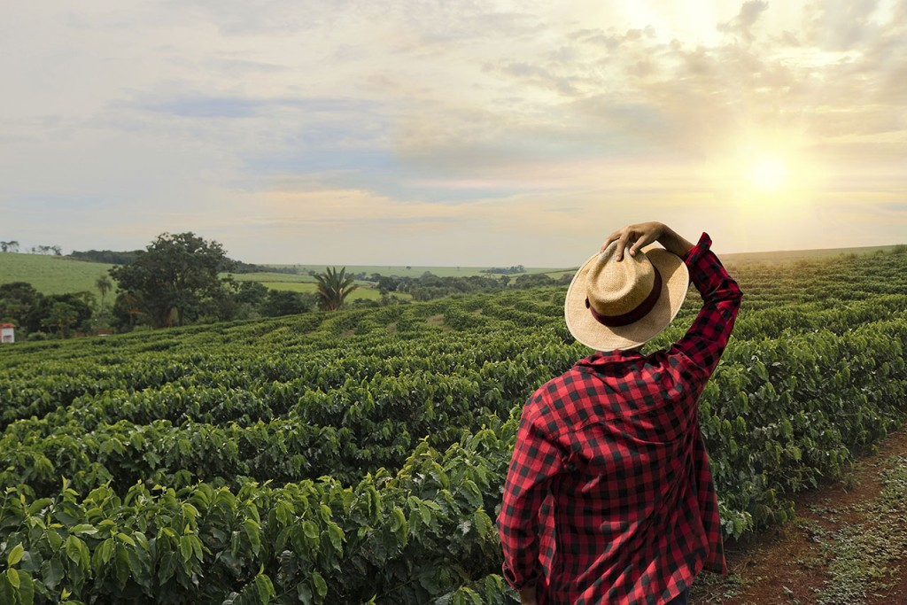 Exportação nacional de café cai 5,3%, mas cooperativa de Minas Gerais bate recorde