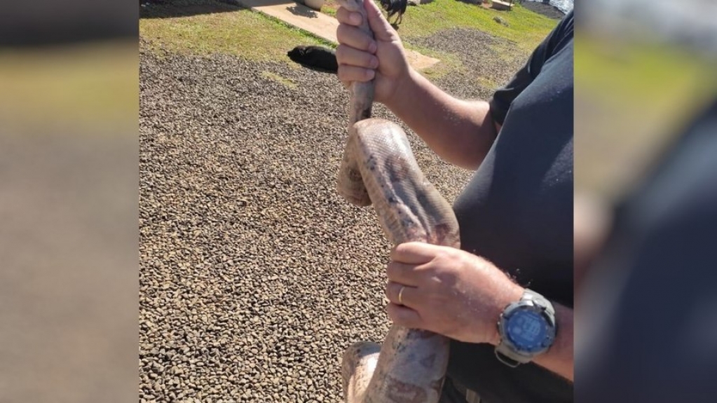 Jibóia é encontrada 'tomando banho de sol' em penitenciária de Goiás Jibóia é encontrada 'tomando banho de sol' em penitenciária de Goiás