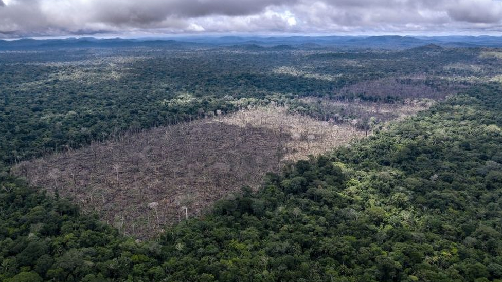 Desmatamento da Amazônia