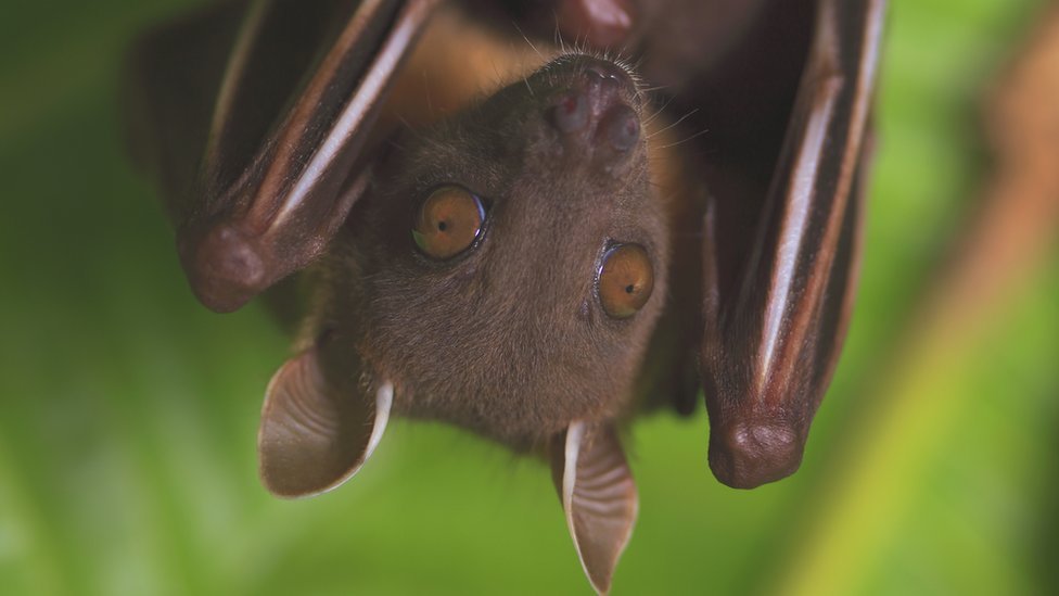 Morcego de cabeça para baixo na floresta