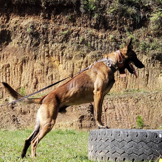 Cachorro farejador