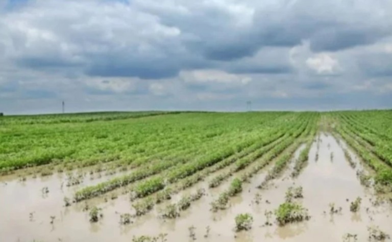 Chuvas devastadoras no RS causam prejuízos milionários ao agronegócio; veja imagens