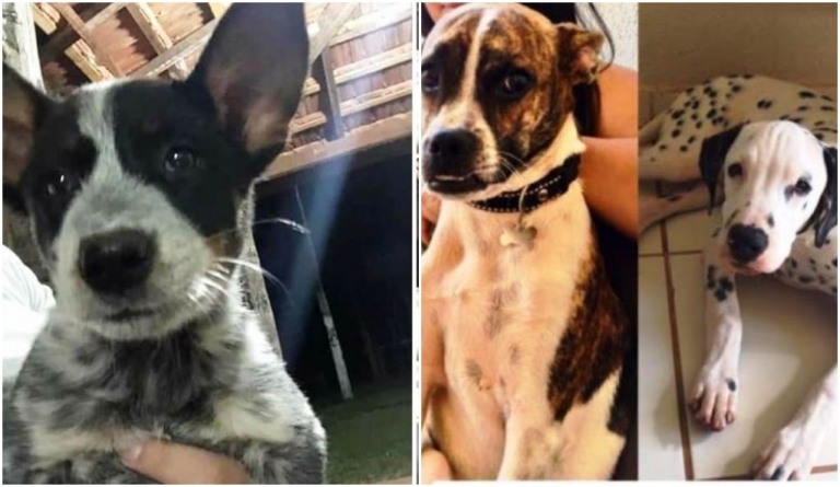 Fugas de cães nas zonas norte e sul de Marília causam campanha em redes sociais