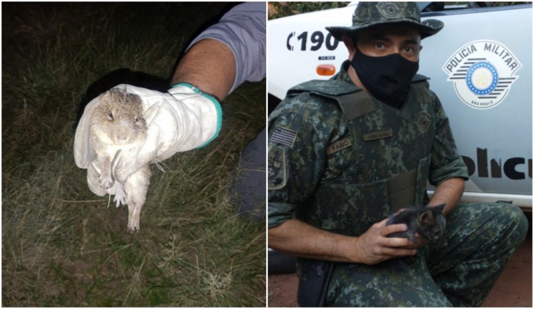 Bombeiros e policiais ambientais resgatam animais em risco na região de Marília