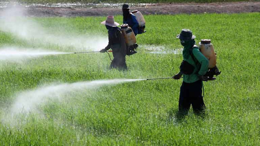 Pesquisa acha agrotóxicos em 60% de alimentos em SP