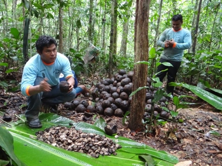 Castanha impulsiona o desenvolvimento sustentável na Amazônia, diz Embrapa