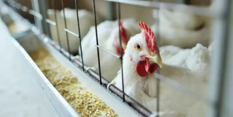 Governo de Mato Grosso declara emergência zoossanitária por causa da gripe aviária