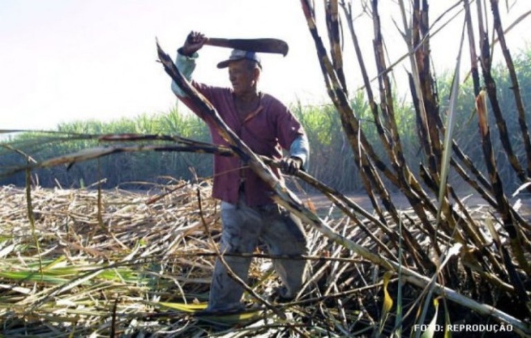 Minas Gerais bate recorde na produção de cana-de-açúcar e impulsiona empregabilidade no setor