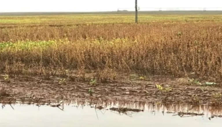 Colheita de soja e milho no RS avança, mesmo diante dos desafios climáticos