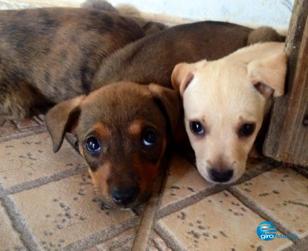 Pedágio vai arrecadar recursos para proteção a animais