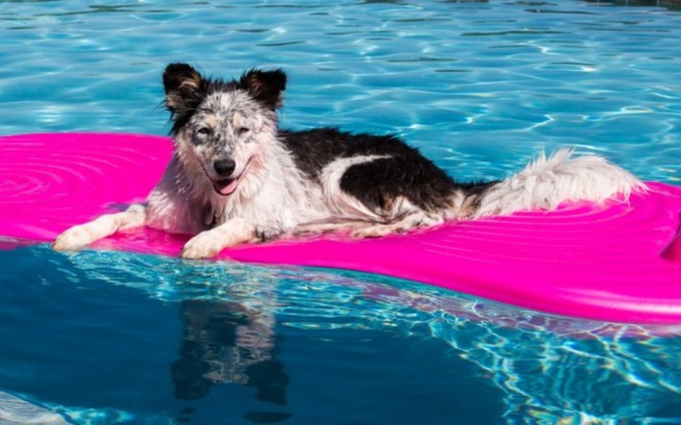 O que fazer com o cachorro depois de uma brincadeira com água?