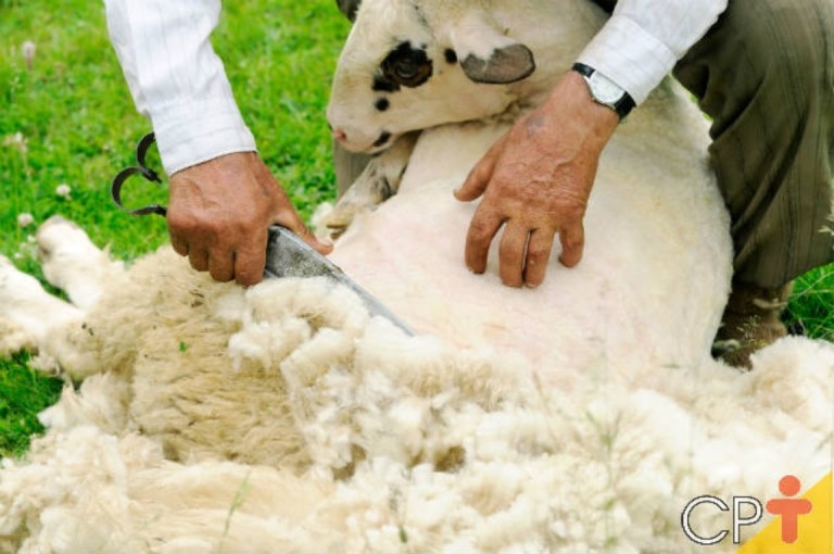 Embrapa produz “cobertas” de lã de carneiro para proteger plantações