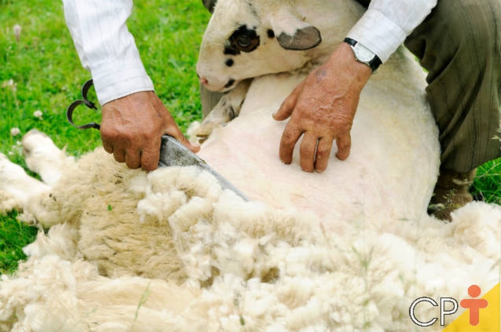 Embrapa produz “cobertas” de lã de carneiro para proteger plantações
