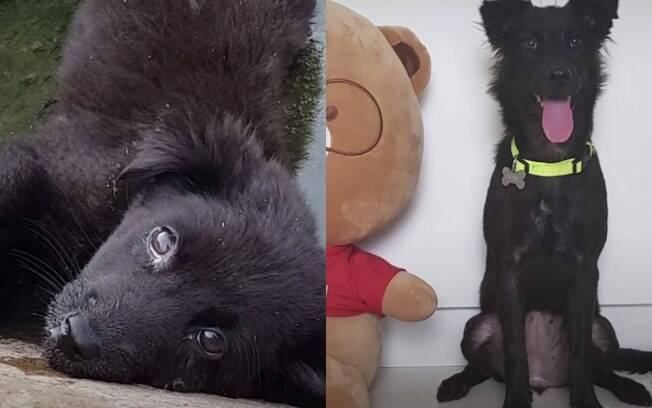 Antes e depois de cachorra encontrada em ralo surpreende