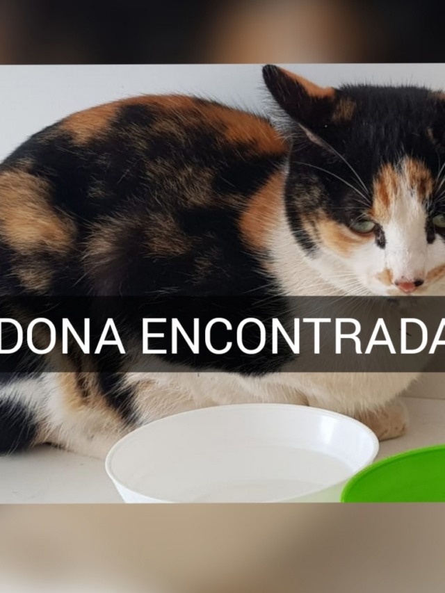 Dona encontrada - Leitora ajuda e dona reencontra gata na zona norte de Marília