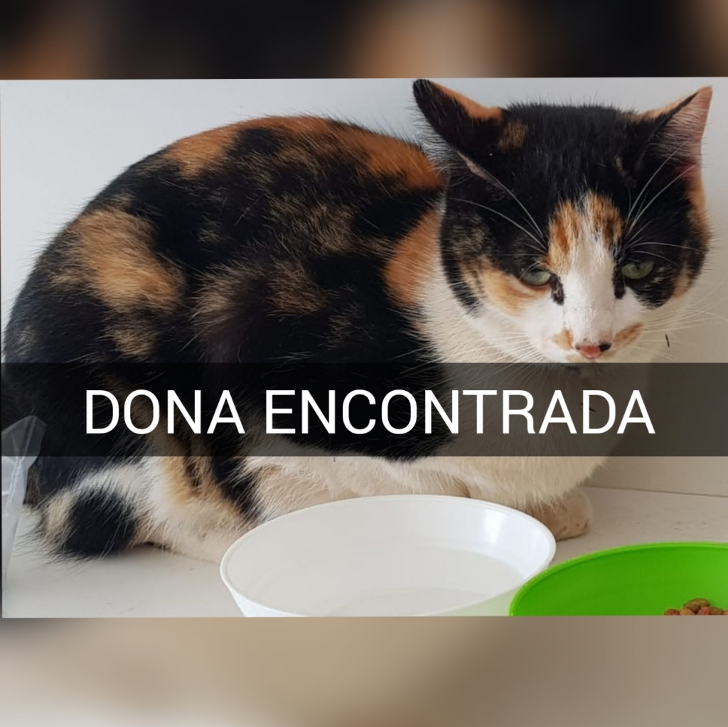 Dona encontrada - Leitora ajuda e dona reencontra gata na zona norte de Marília