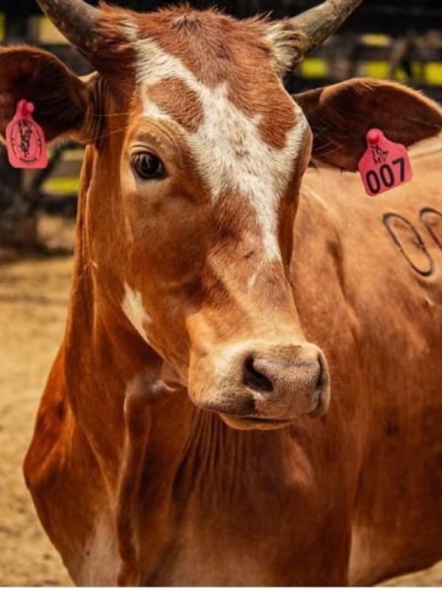 Brasil Avança em Rastreabilidade Bovina para Ampliar Exportações