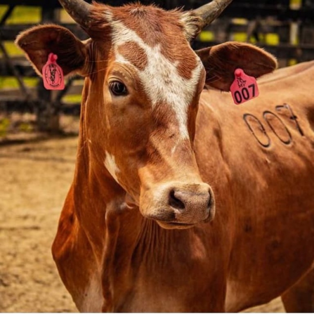 Brasil Avança em Rastreabilidade Bovina para Ampliar Exportações Brasil Avança em Rastreabilidade Bovina para Ampliar Exportações