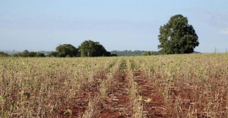 Estudo da Embrapa diz que mudanças climáticas podem reduzir safras brasileiras