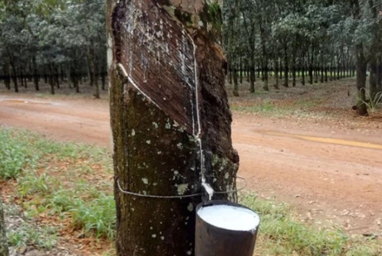 Mercado de borracha natural deve alcançar R$ 123 bilhões até 2029
