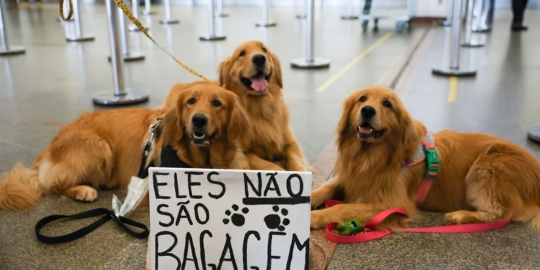 © Fabio Rodrigues-Pozzebom/ Agência