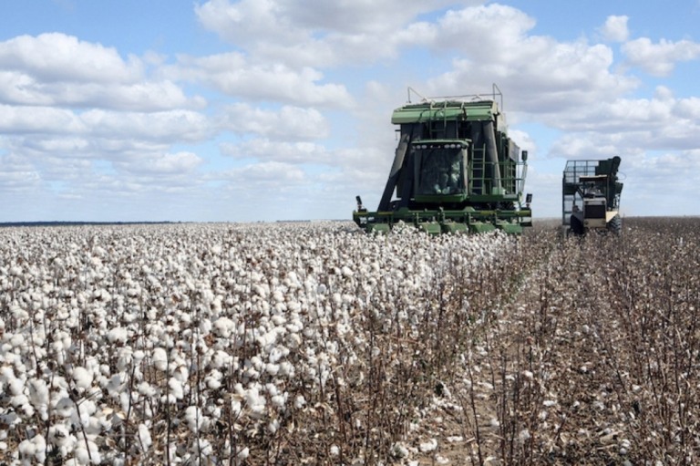 Algodão: Minas Gerais alcançou maior produtividade do País