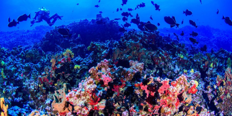 © Luiz Rocha/ California Academy of