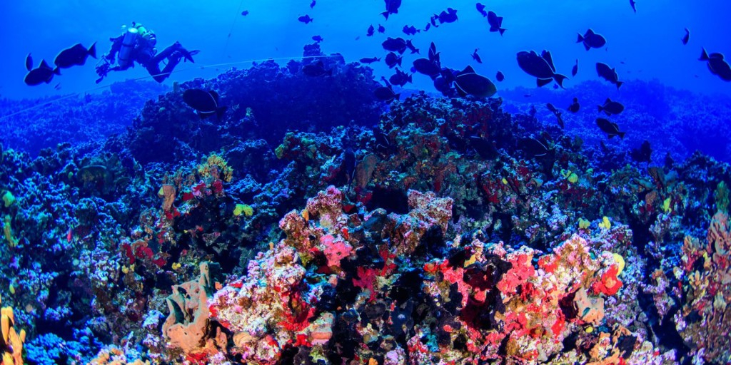 © Luiz Rocha/ California Academy of