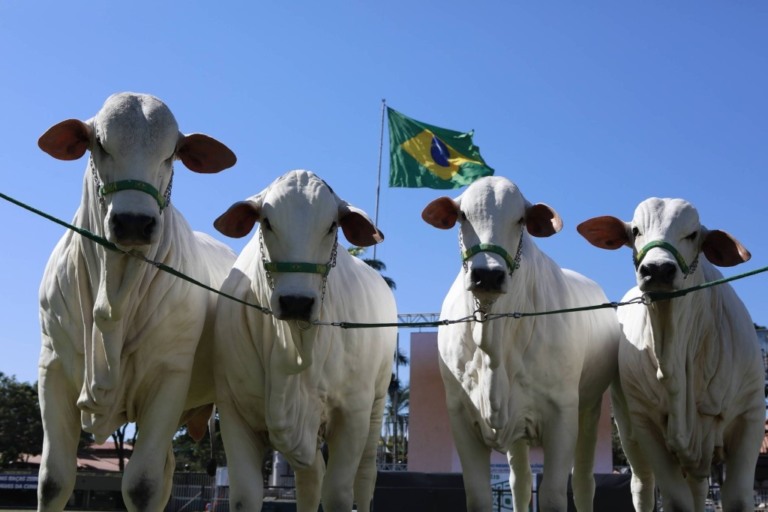 Minas Gerais bate recorde em leilões de gado de elite e fatura R$ 184 milhões