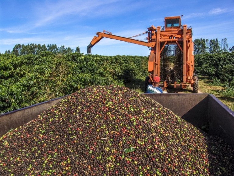 Exportações brasileiras de café atingem níveis recordes no primeiro trimestre do ano