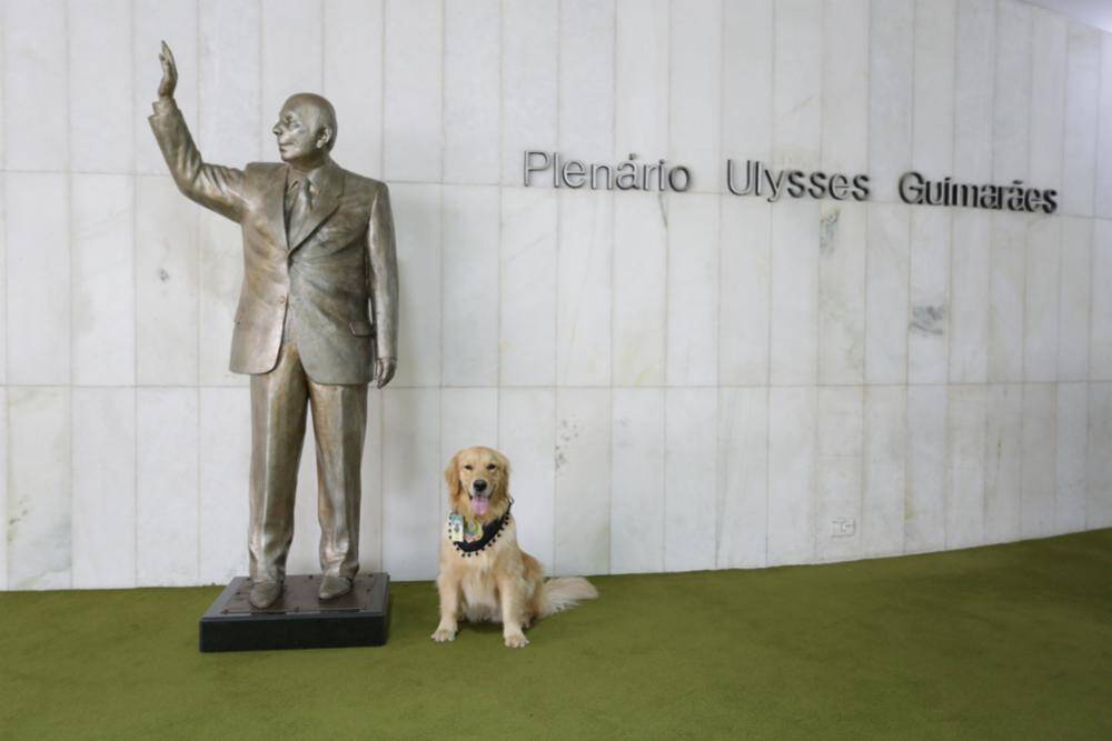 Golden Retriever faz a segurança na Câmara das Deputados. Foto: Michel Jesus/Câmara dos Deputados