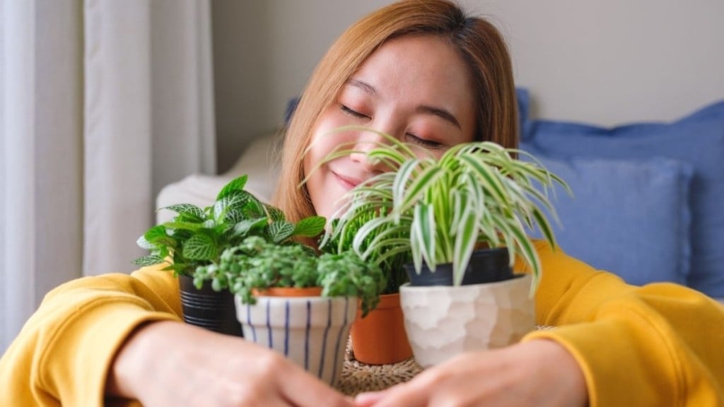 Foto: Reprodução 5 plantas que atraem energias positivas