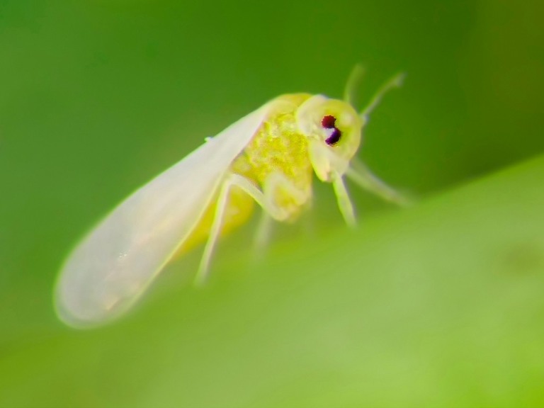Depois da soja, agora a mosca branca ataca lavouras de feijão