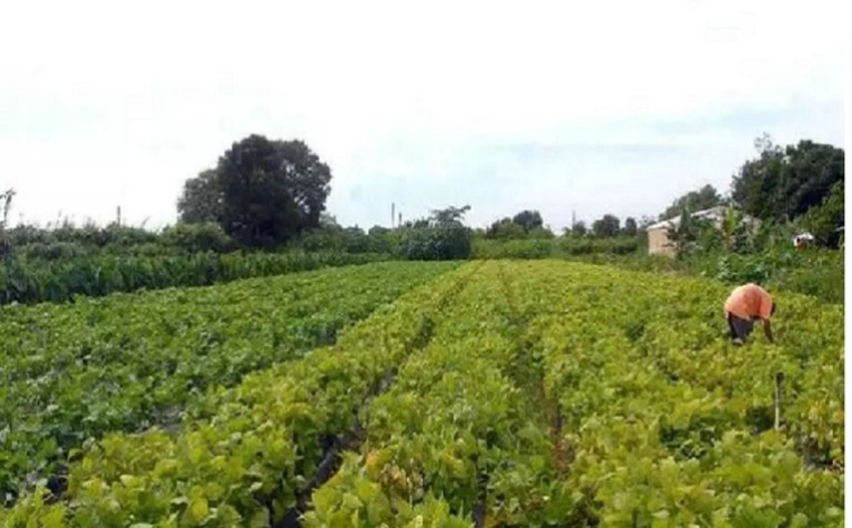 O Pará se firma como um pilar do agronegócio brasileiro