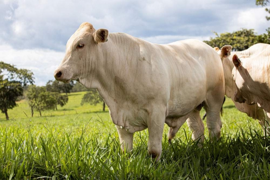 Profissionais paraguaios conhecem fazenda referência na criação da Raça Araguaia no Mato Grosso
