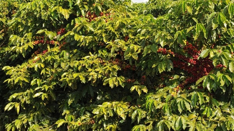 Intempéries climáticas traz incertezas para a próxima safra de café