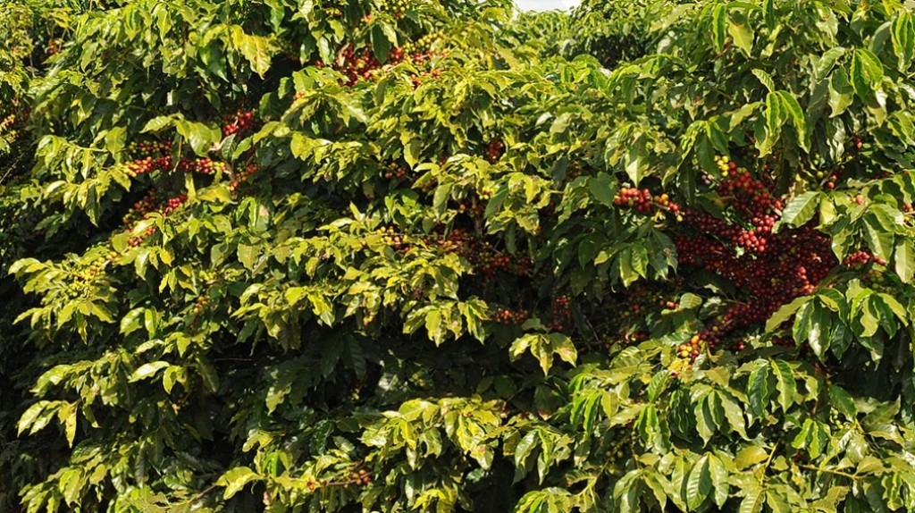 Intempéries climáticas traz incertezas para a próxima safra de café
