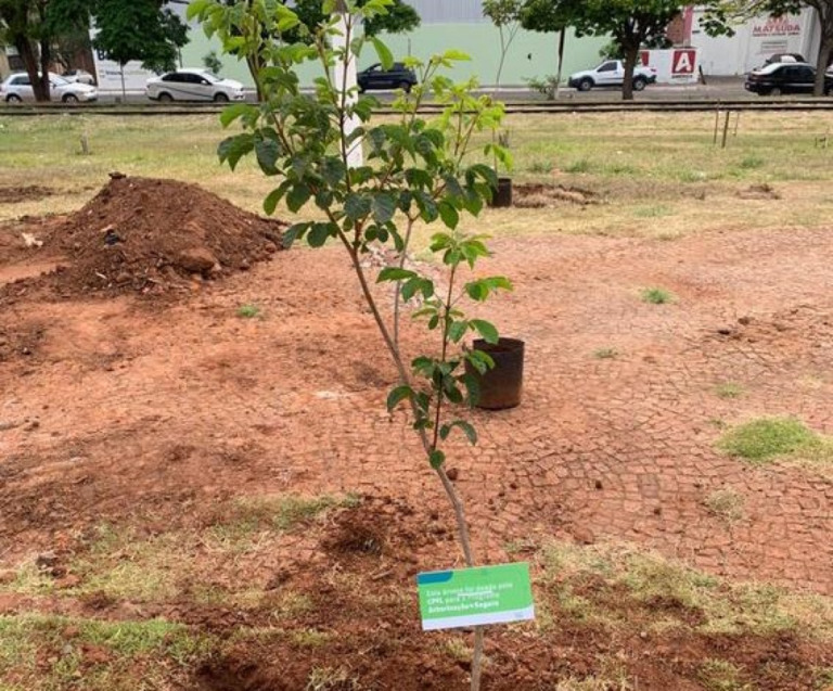 Plantio de 500 árvores inicia programa Arborização Mais Segura em Garça