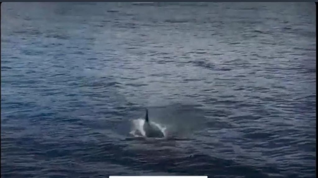 Orcas aparecem na Praia de Ipanema, Zona Sul do Rio de Janeiro