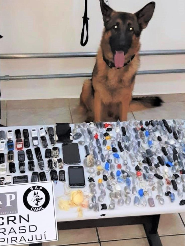 Detentos levam drogas no estômago e até prótese em Bauru; cães ajudam busca