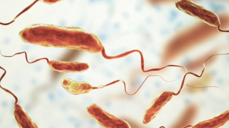 Infecções bacterianas são a segunda principal causa de mortes no mundo