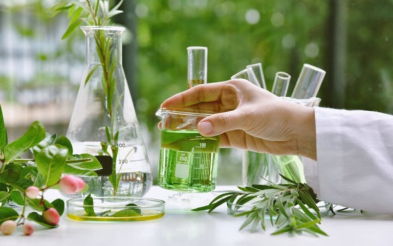 Conheça o poder das plantas medicinais e dos fitoterápicos para a saúde