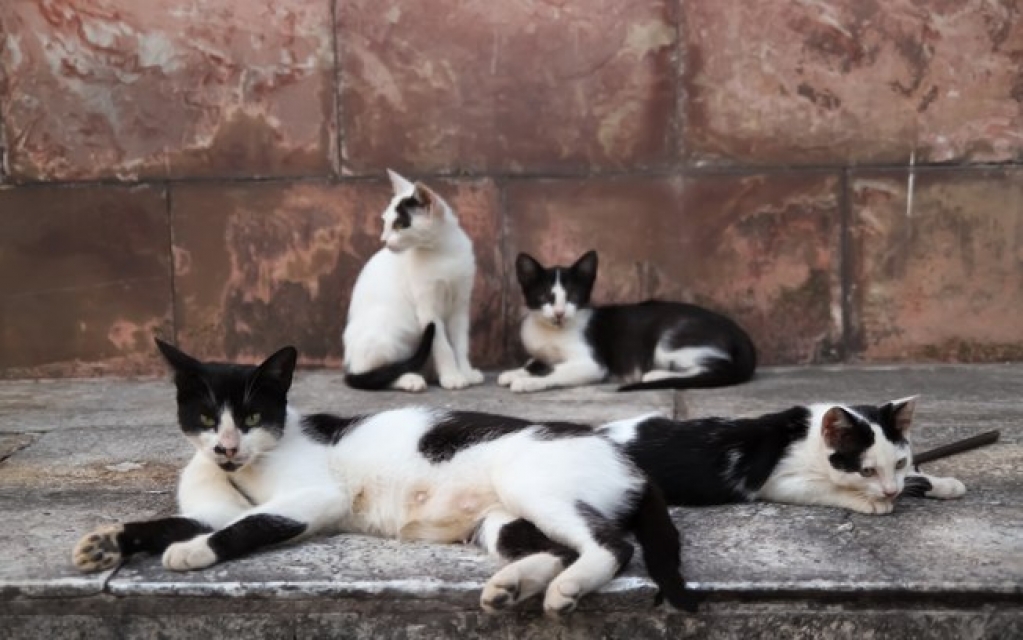 Suspeito é indiciado por envenenar e matar animais em SC