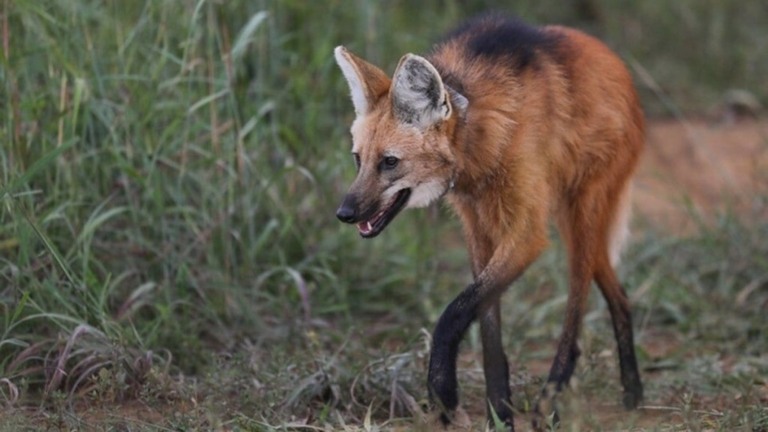 Agência Brasília Batalhão de Polícia Ambiental resgatou mais de 1,5 mil animais nas estradas do DF